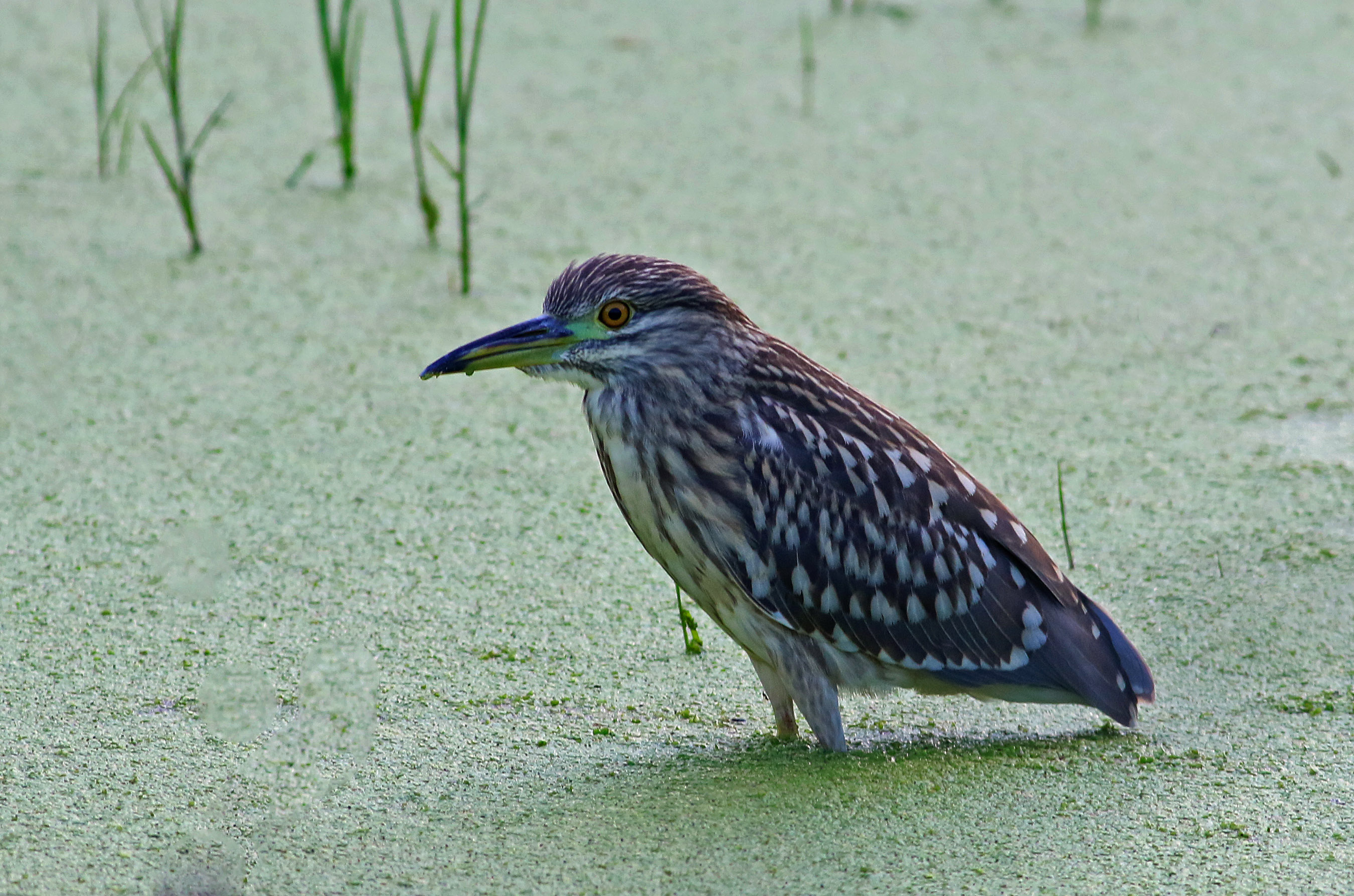 Black-crowned Night-Heron — Ana fotoğraf